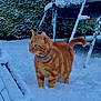 Filou a rejoint le concours — aidez-le/la à gagner de superbes lots ! animal, cat, cold, collar, curious, daylight, feline, fur, furniture, garden, hedge, nature, orange_tabby, outdoor, pet, playful, snow, trampoline, whiskers, winter