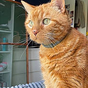 Filou a rejoint le concours — aidez-le/la à gagner de superbes lots ! blanket, cat, closeup, collar, cozy, curious, domestic_cat, feline, fur, furniture, ginger_cat, green_eyes, home, indoor, pet, portrait, shelf, sitting, soft_light, whiskers