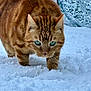 Filou participe au concours pour gagner de l'argent avec cette photo : animal, background, blue_eyes, cat, close_up, cold, feline, focused, fur, ginger_cat, mammal, nature, outdoor, predator, snow, snowy_ground, texture, walking, whiskers, winter