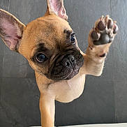Jasper is registered to the contest to win money with this photo: dog, puppy, french_bulldog, paw, raised_paw, cute, pet, animal, indoor, curious, brown_fur, black_nose, ears_up, looking_up, small_dog, white_surface, floor, playful, close_up, adorable