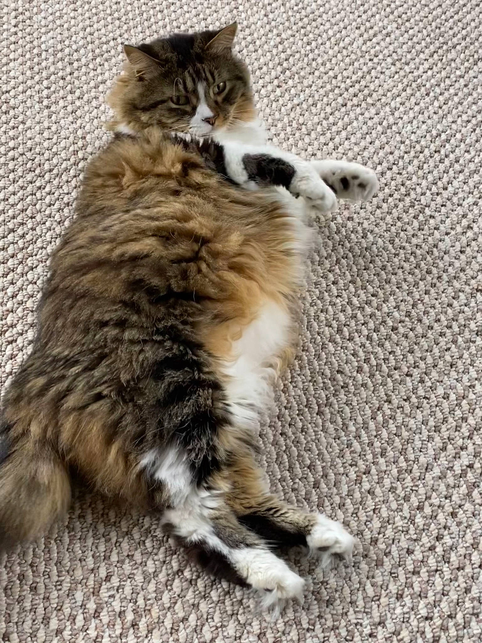 Gretchen joined the competition — help win amazing prizes! carnivore, cat, claw, comfort, dog_breed, domestic_short_haired_cat, fawn, felidae, flooring, foot, fur, paw, sitting, small_to_medium_sized_cats, tail, terrestrial_animal, toe, whiskers