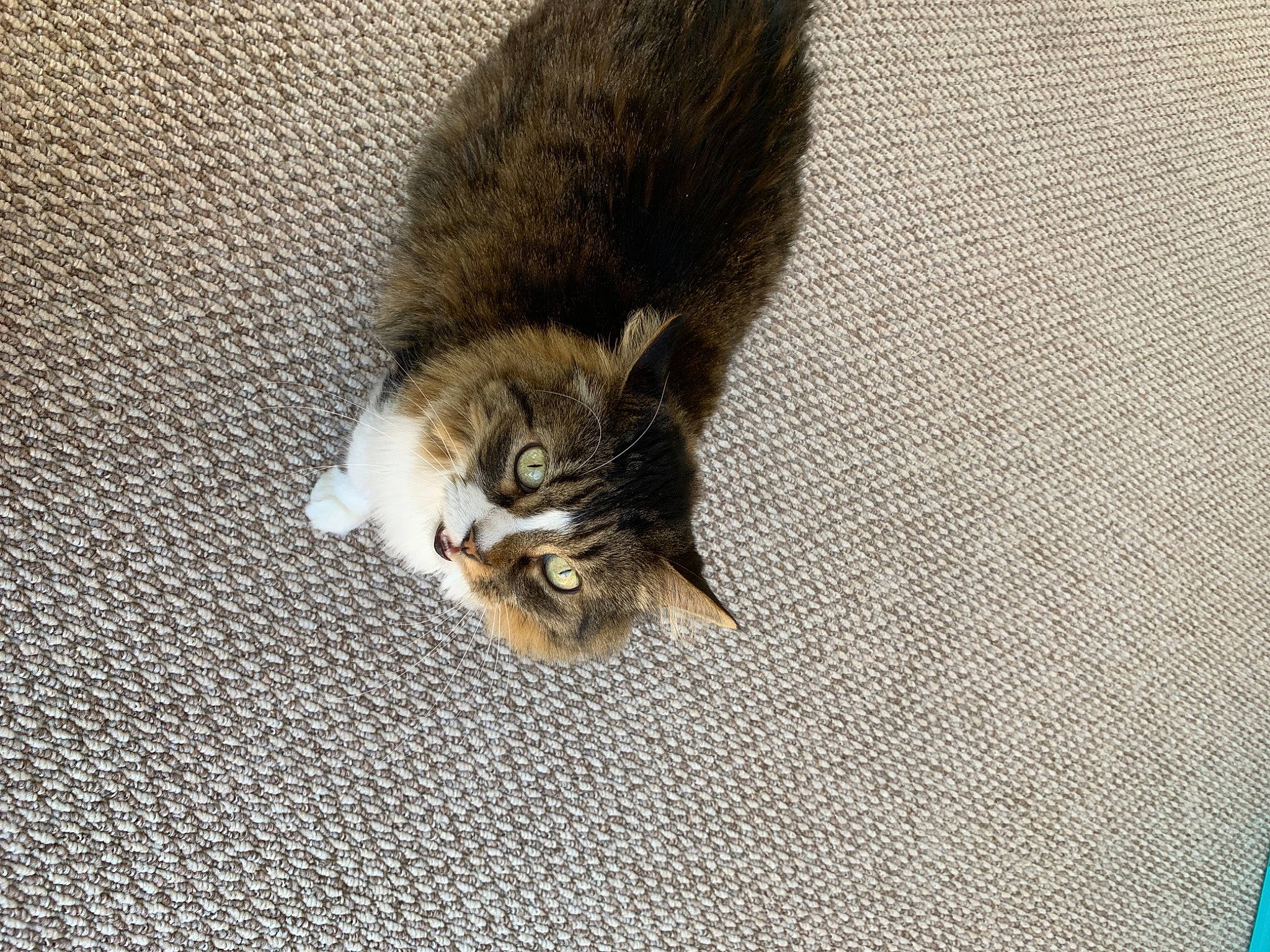 Gretchen joined the competition — help win amazing prizes! carnivore, cat, claw, domestic_short_haired_cat, eye, felidae, flooring, fur, grey, human_leg, paw, road_surface, small_to_medium_sized_cats, snout, tail, terrestrial_animal, whiskers, wildlife, wood, woven_fabric