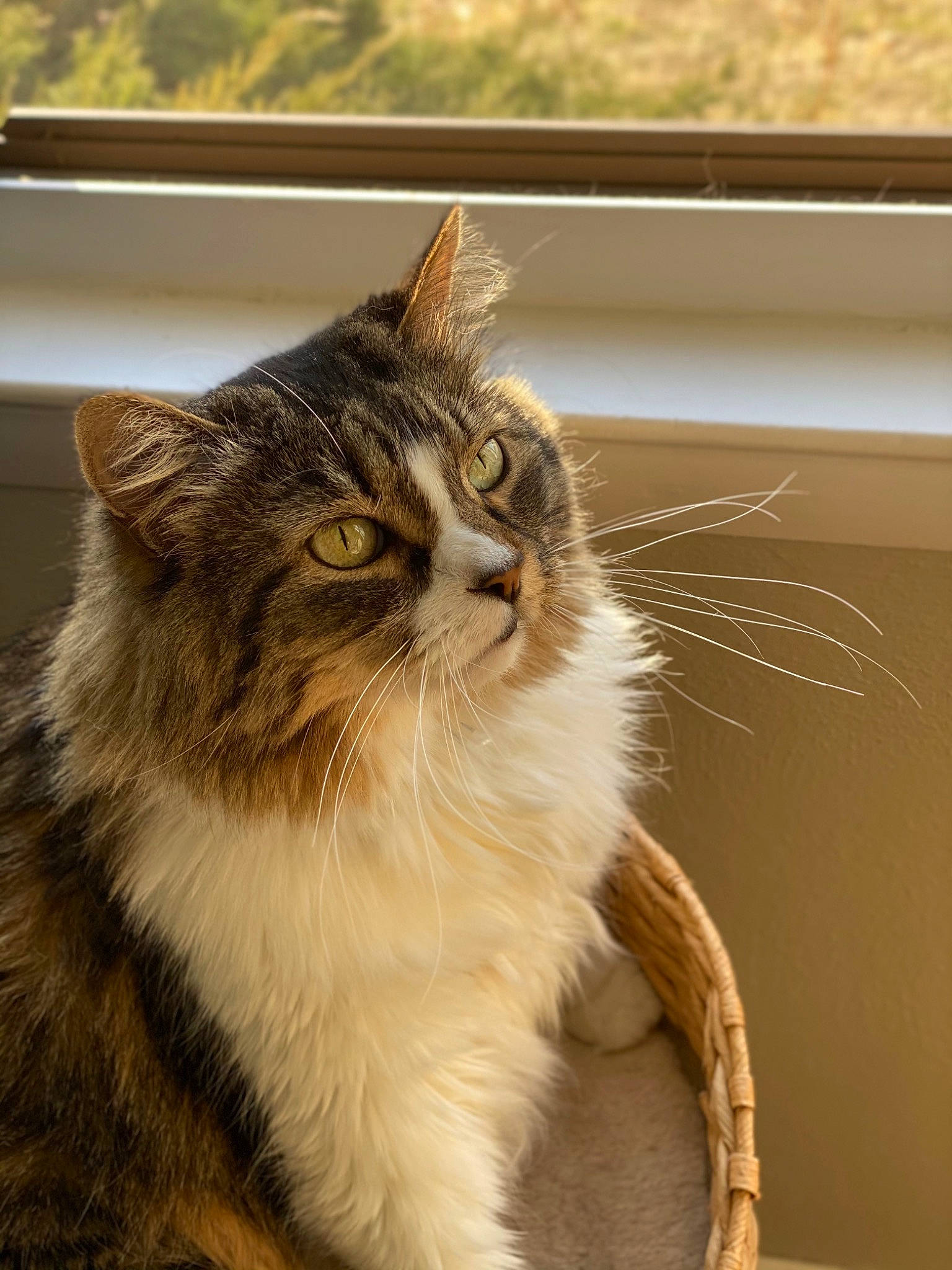 Gretchen is registered to the contest to win money with this photo: carnivore, cat, claw, domestic_short_haired_cat, felidae, fur, maine_coon, plant, sitting, small_to_medium_sized_cats, snout, tail, terrestrial_animal, whiskers, wood