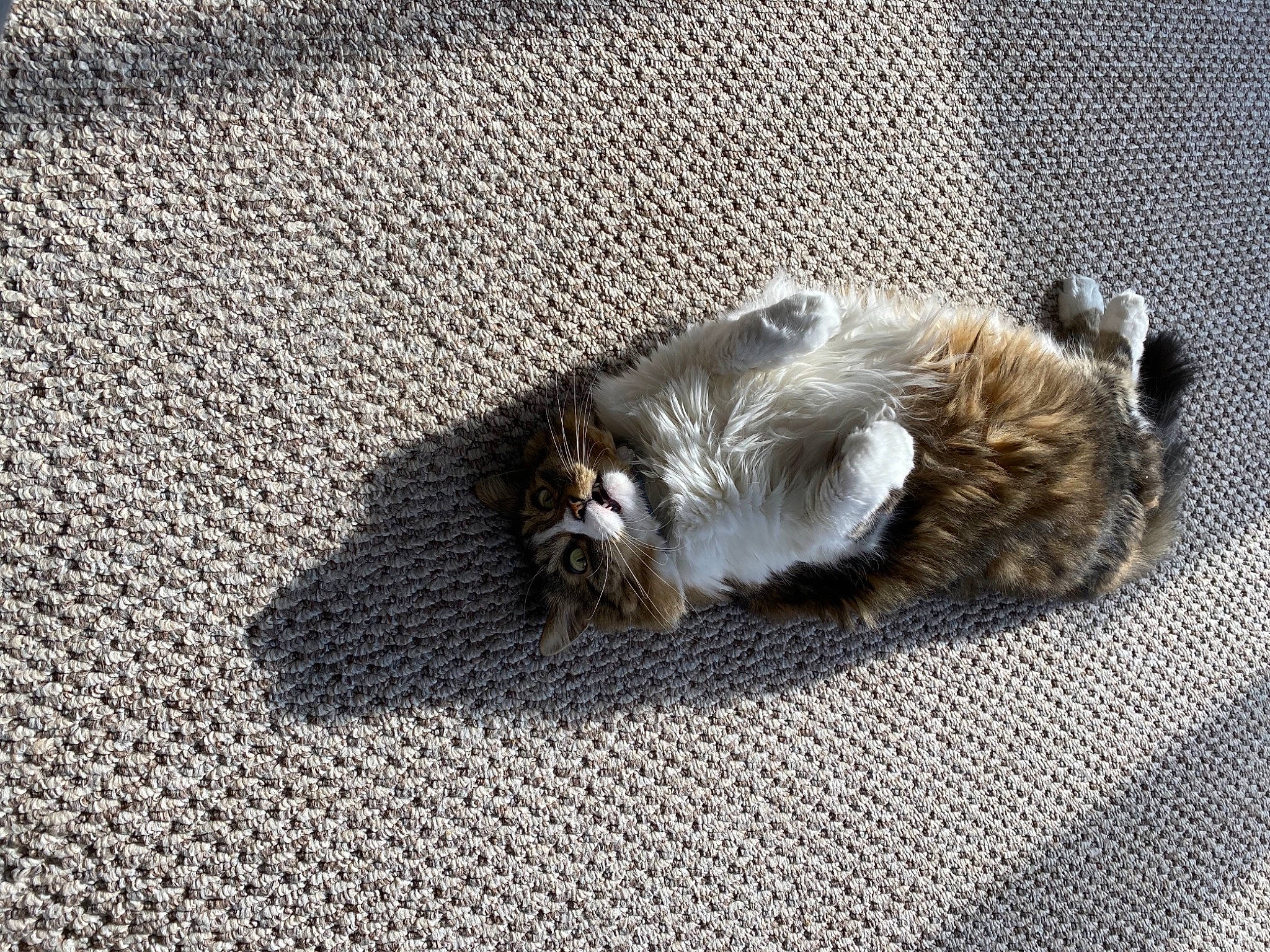 Gretchen is registered to the contest to win money with this photo: asphalt, canidae, carnivore, cat, claw, comfort, dog_breed, domestic_short_haired_cat, felidae, flooring, fur, grey, nap, paw, road_surface, small_to_medium_sized_cats, sporting_group, tail, whiskers, wood