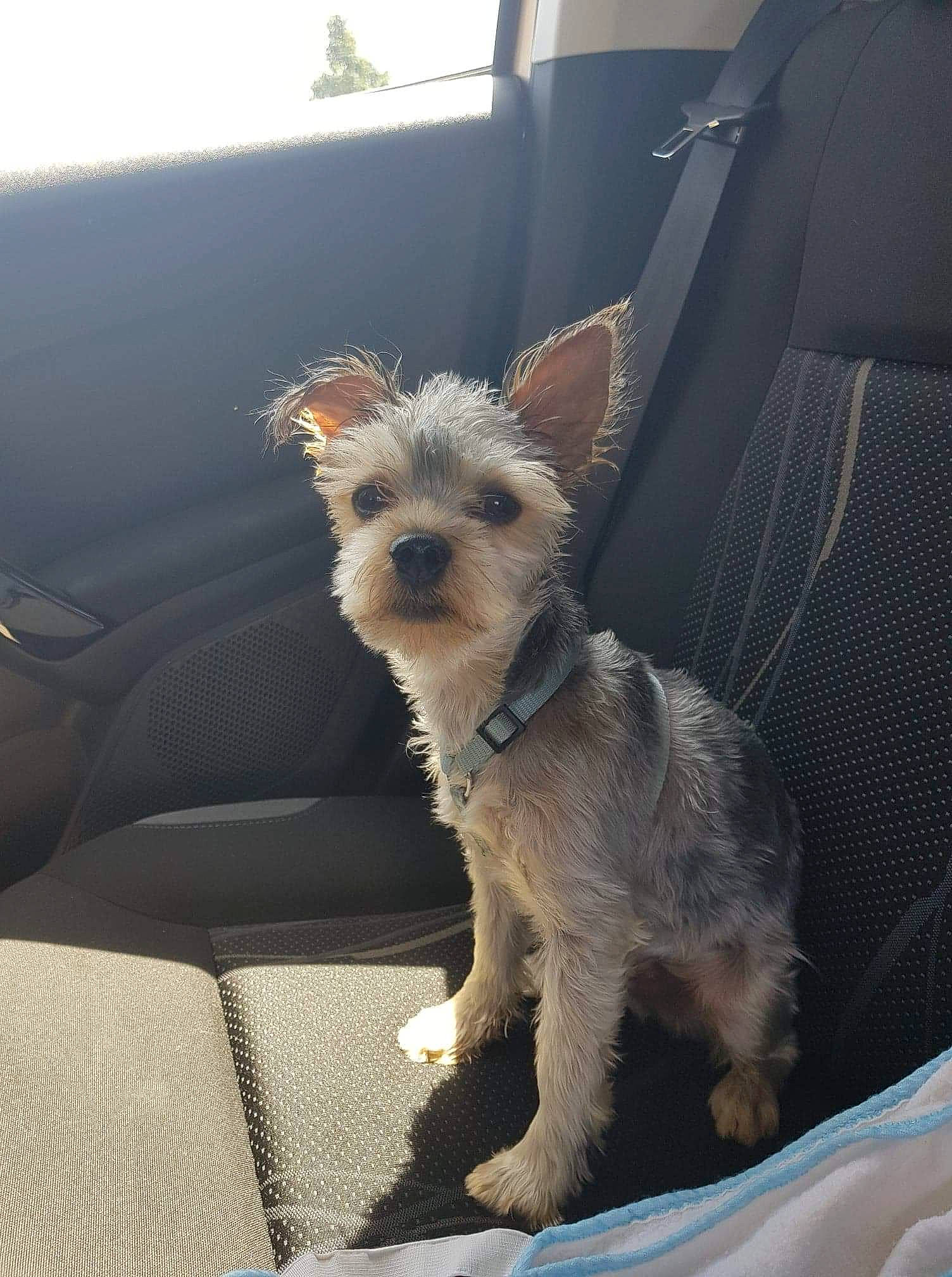 Filou participe au concours pour gagner de l'argent avec cette photo : cairn_terrier, canidae, carnivore, companion_dog, dog, dog_breed, dutch_smoushond, mammal, morkie, puppy, rare_breed_dog, schnoodle, small_terrier, sporting_lucas_terrier, terrier, toy_dog, vertebrate, west_highland_white_terrier, yorkipoo, yorkshire_terrier