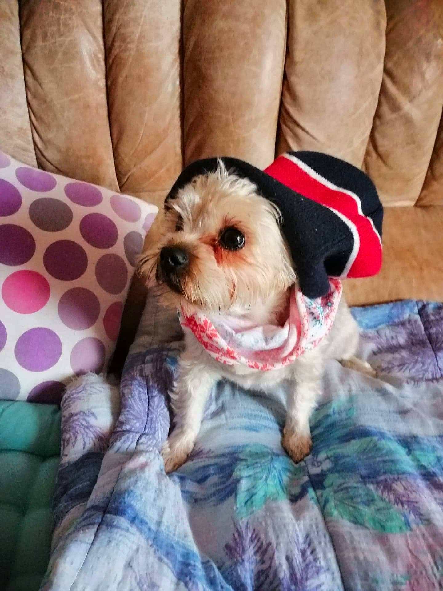 Filou a rejoint le concours — aidez-le/la à gagner de superbes lots ! canidae, carnivore, cavachon, companion_dog, dog, dog_breed, lhasa_apso, maltepoo, maltese, mammal, morkie, puppy, puppy_love, rare_breed_dog, schnoodle, shih_poo, shih_tzu, snout, toy_dog, vertebrate