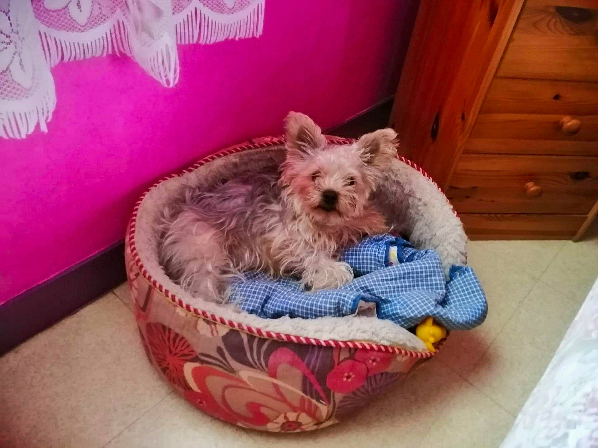 Filou participe au concours pour gagner de l'argent avec cette photo : cairn_terrier, canidae, carnivore, companion_dog, dog, dog_bed, dog_breed, glen_of_imaal_terrier, mammal, norwich_terrier, puppy, small_terrier, sporting_lucas_terrier, terrier, toy_dog, vertebrate, west_highland_white_terrier, yorkshire_terrier