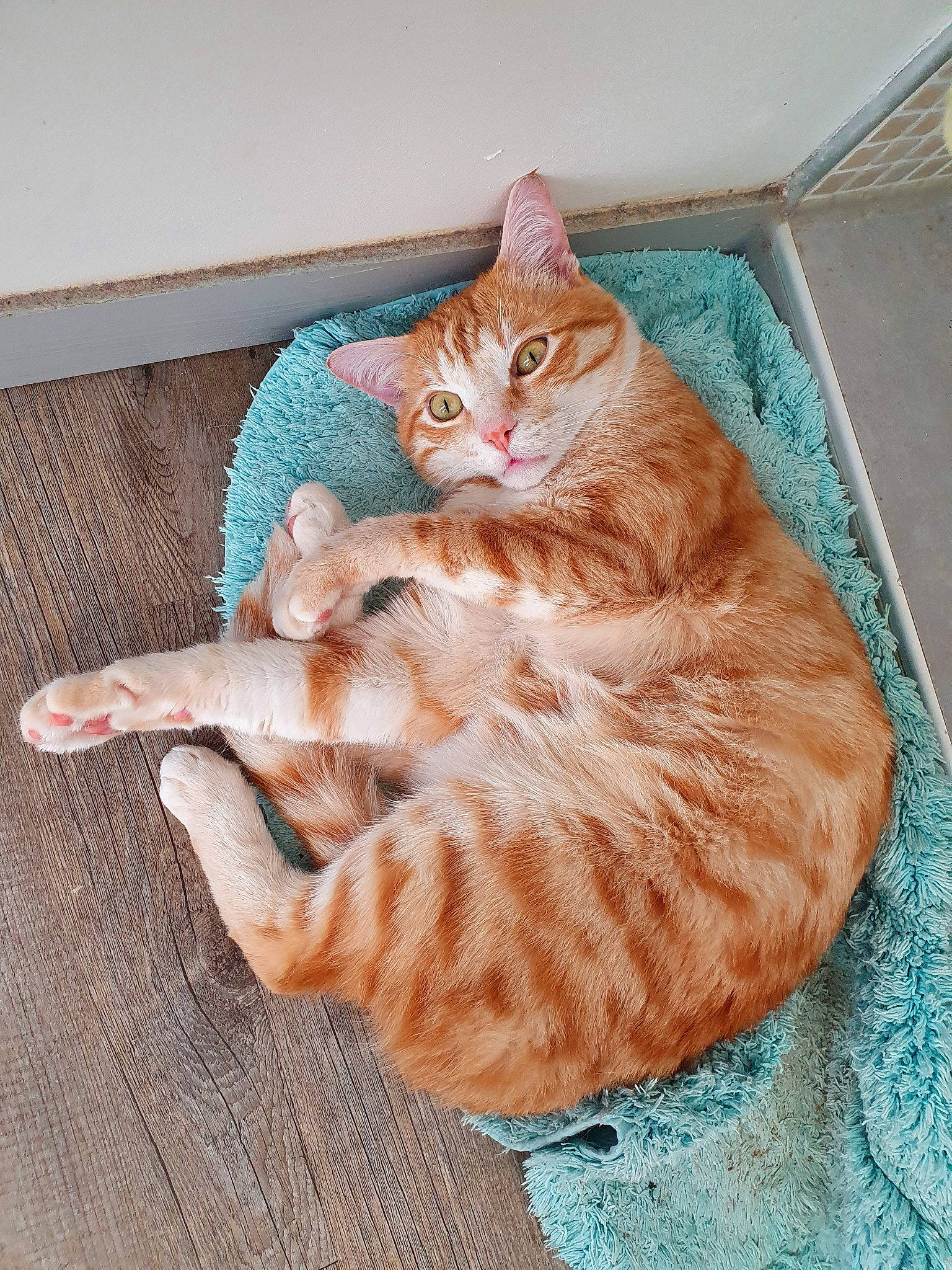 Crapouille a rejoint le concours — aidez-le/la à gagner de superbes lots ! aegean_cat, american_shorthair, asian, australian_mist, carnivore, cat, domestic_short_haired_cat, dragon_li, european_shorthair, felidae, fur, german_rex, kitten, ocicat, sitting, small_to_medium_sized_cats, tabby_cat, tail, whiskers