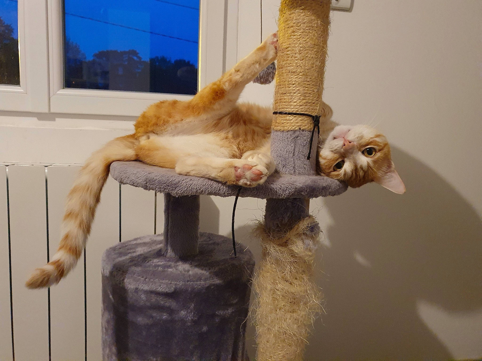 Crapouille a rejoint le concours — aidez-le/la à gagner de superbes lots ! carnivore, cat, felidae, fur, small_to_medium_sized_cats, tail, turkish_van