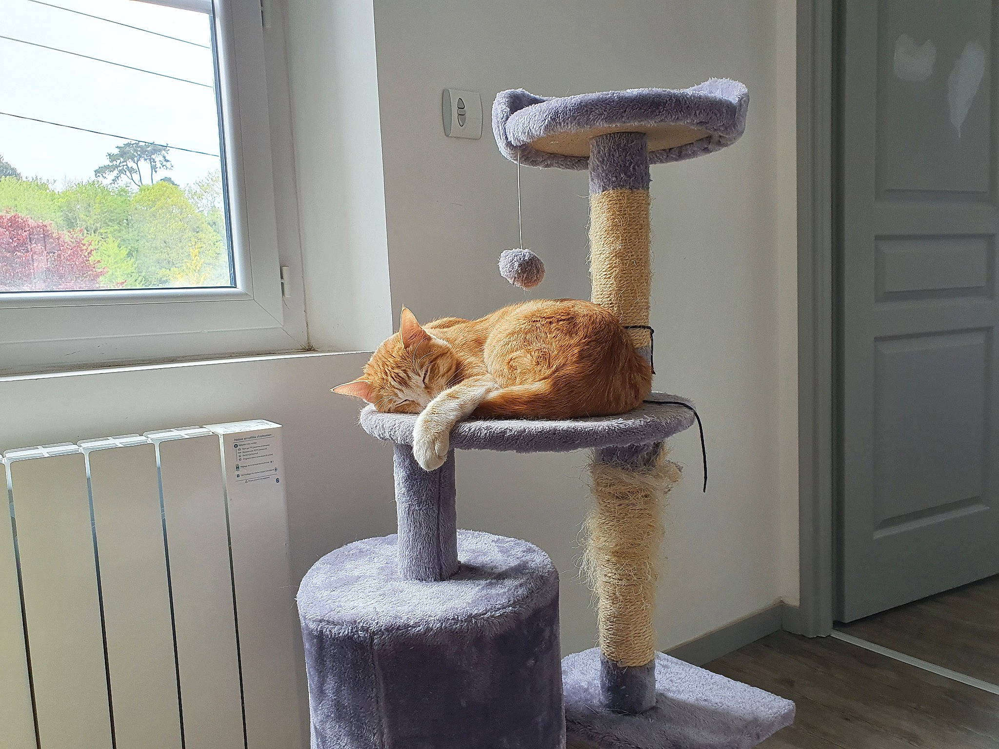 Crapouille a rejoint le concours — aidez-le/la à gagner de superbes lots ! carnivore, cat, cat_furniture, cat_supply, fawn, felidae, small_to_medium_sized_cats, tail, whiskers