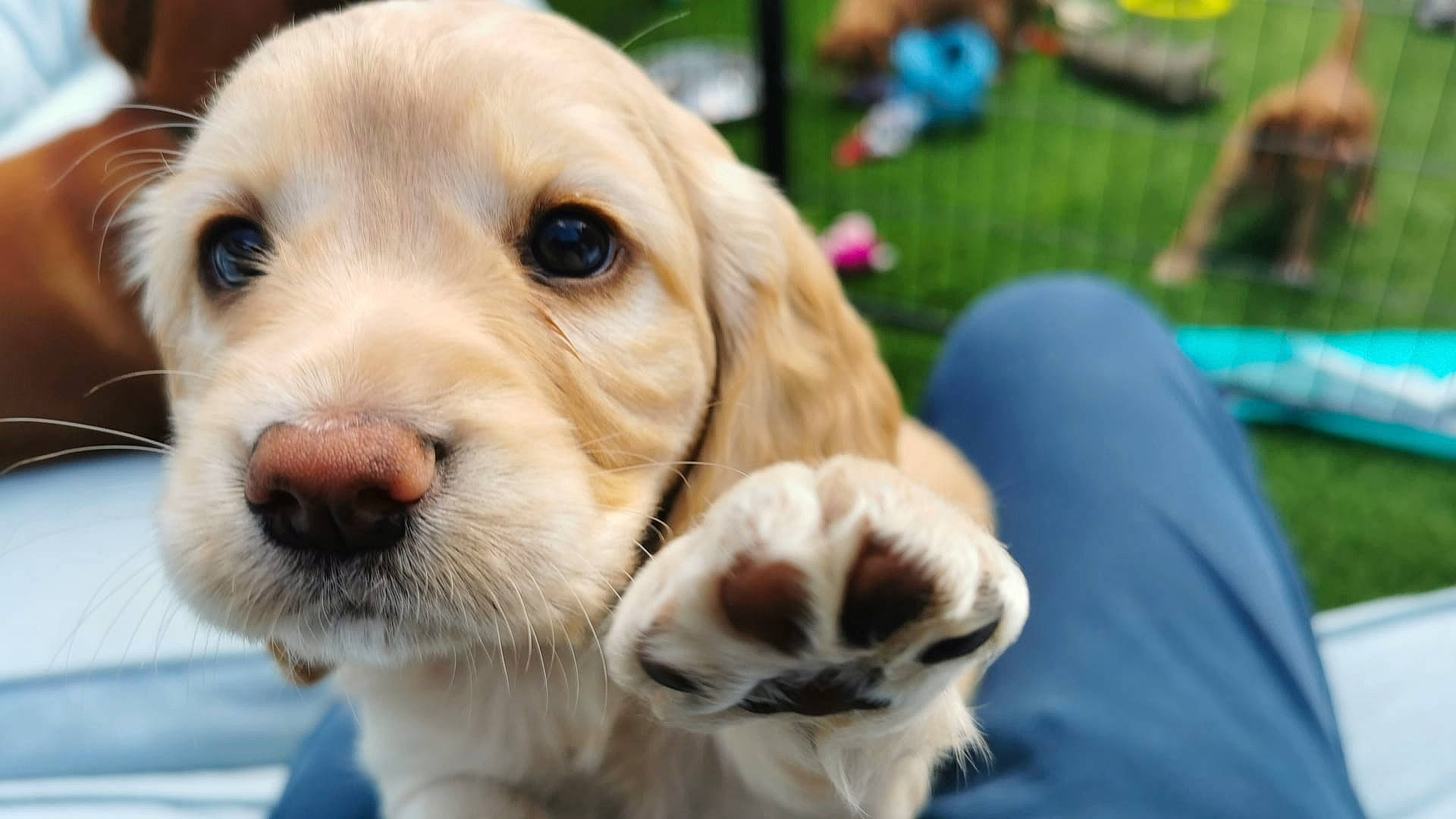 Bella joined the competition — help win amazing prizes! ancient_dog_breeds, carnivore, companion_dog, dog, dog_breed, dog_collar, event, fawn, fur, grass, mammal, paw, plant, puppy_love, retriever, snout, toy_dog, vertebrate, whiskers, working_animal