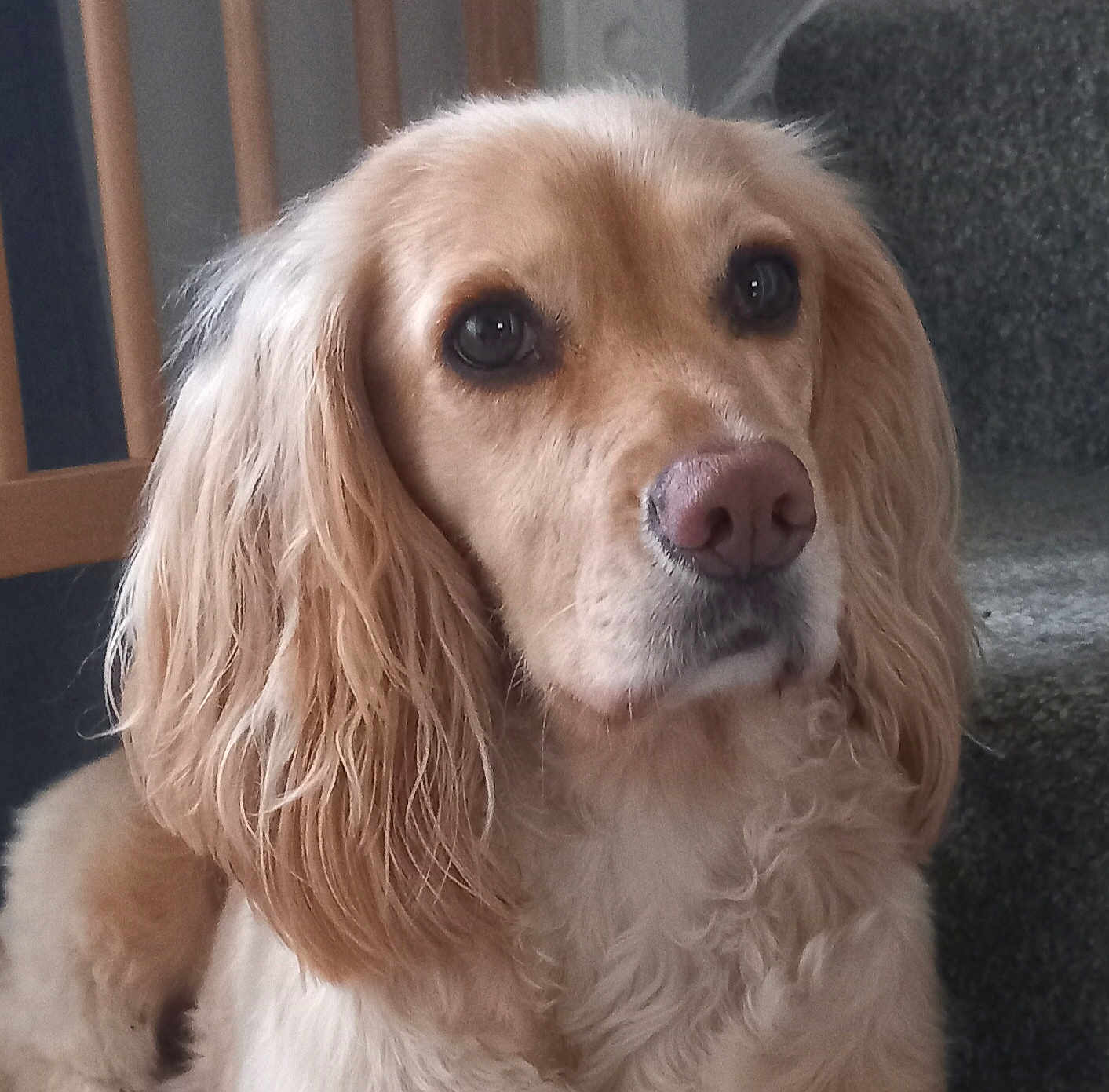 Bella