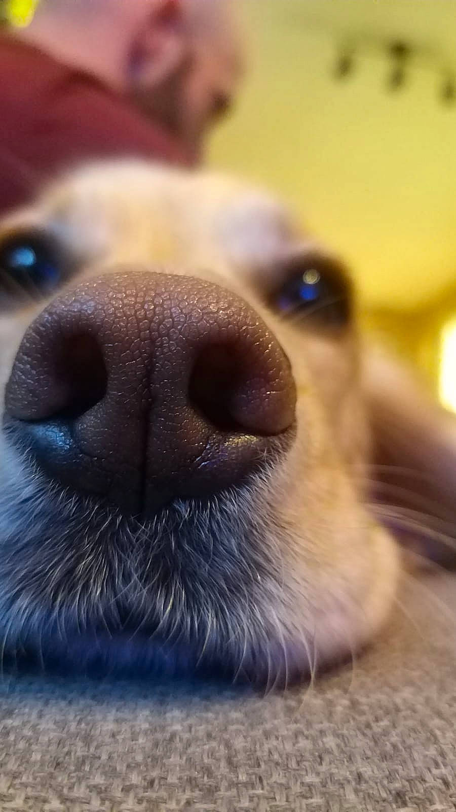 Bella is registered to the contest to win money with this photo: canidae, carnivore, companion_dog, dog, dog_breed, ear, eyelash, fawn, fur, non_sporting_group, nose, paw, snout, sporting_group, toy_dog, whiskers, working_animal
