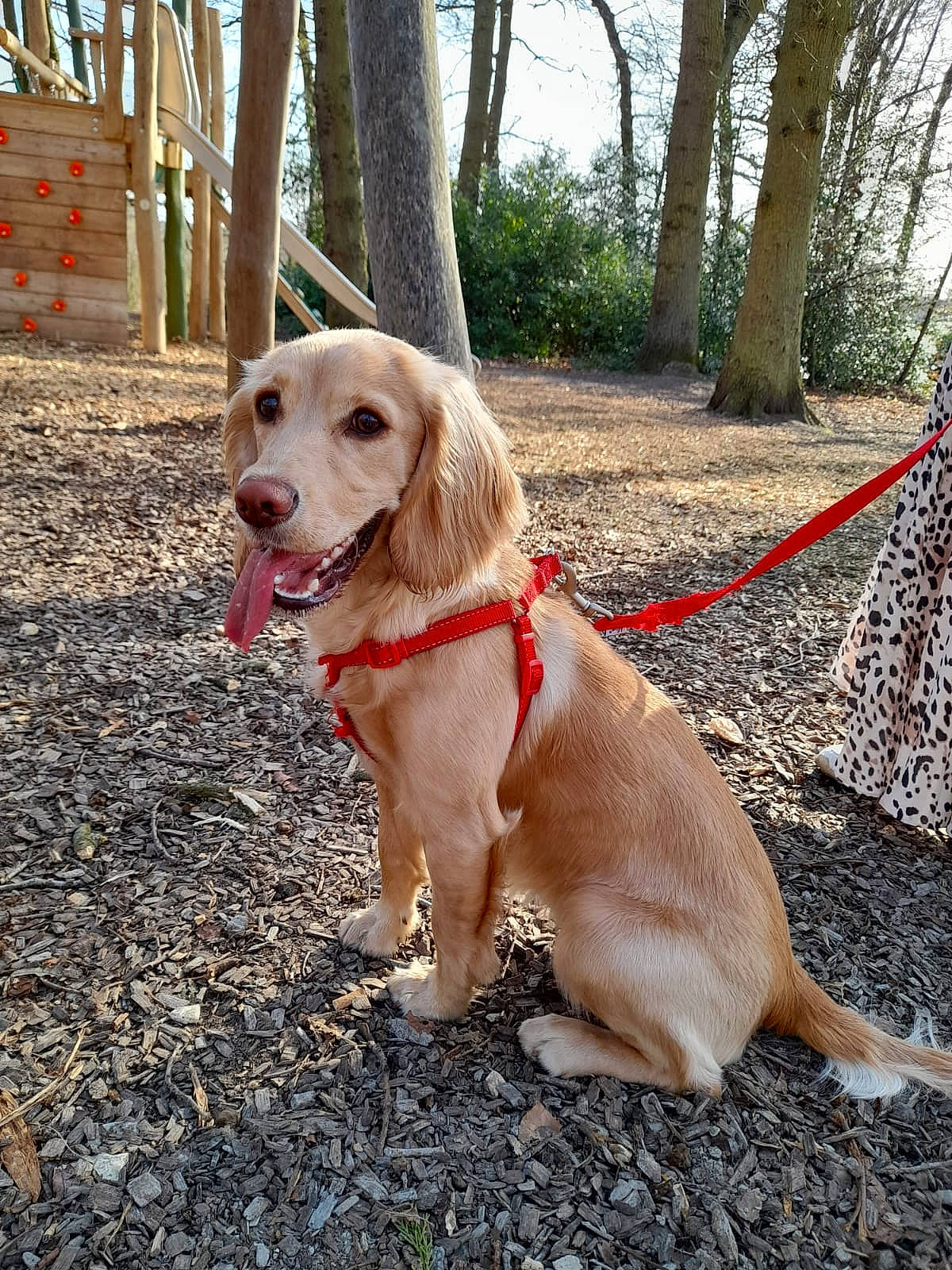 Bella is registered to the contest to win money with this photo: carnivore, collar, companion_dog, dog, dog_breed, dog_collar, fawn, grass, gun_dog, leash, liver, pet_supply, plant, retriever, soil, sporting_group, tail, tree, wood, working_animal