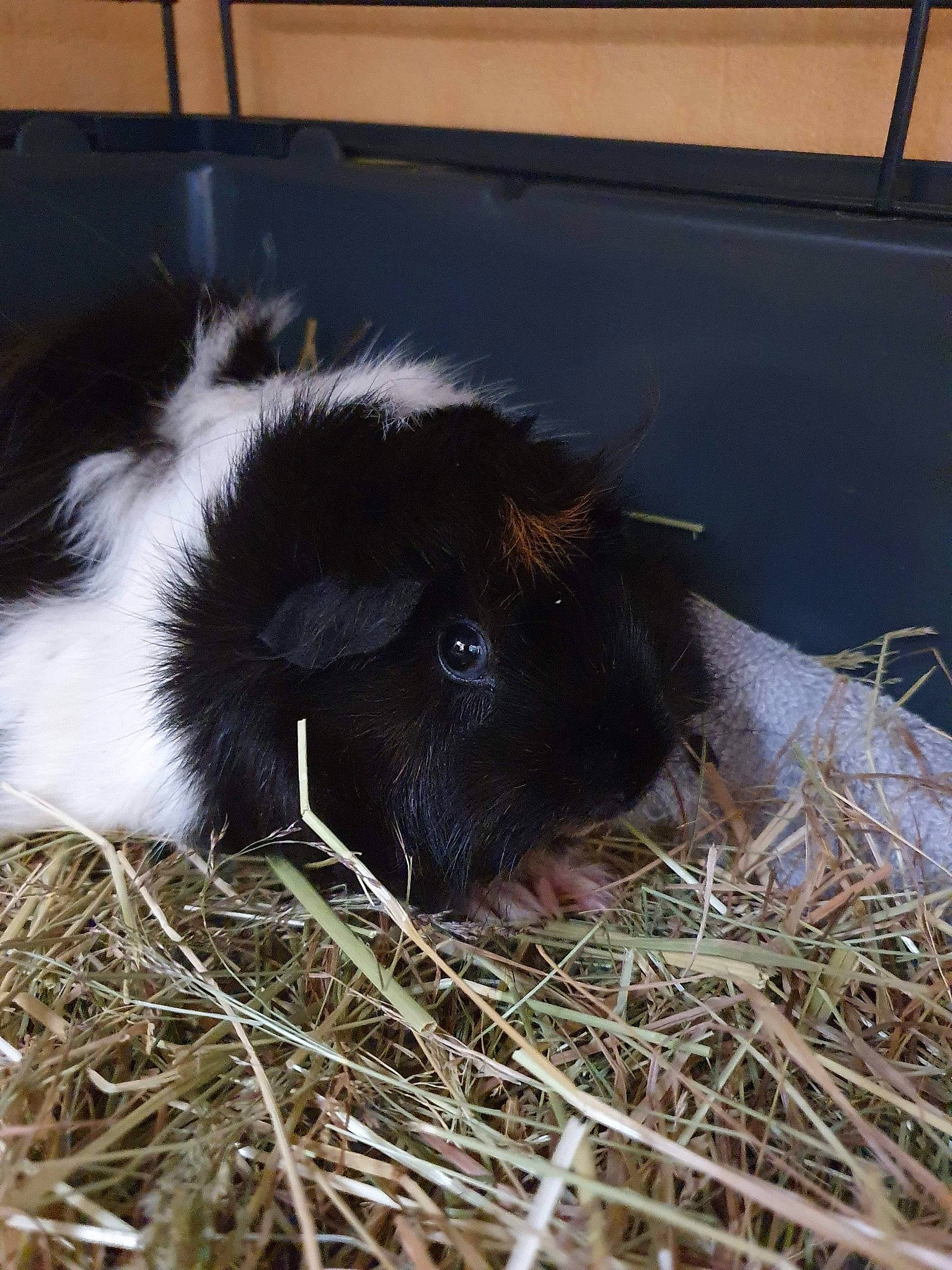 Josephine a rejoint le concours — aidez-le/la à gagner de superbes lots ! calf, domestic_rabbit, grass, guinea_pig, hay, livestock, plant, rodent, snout, straw