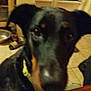 dog, black, indoor, furniture, table, curious, pet, ears, floor, collar, household, blurred, face, animal, canine, domestic, background, tile_floor, table_edge, leisure