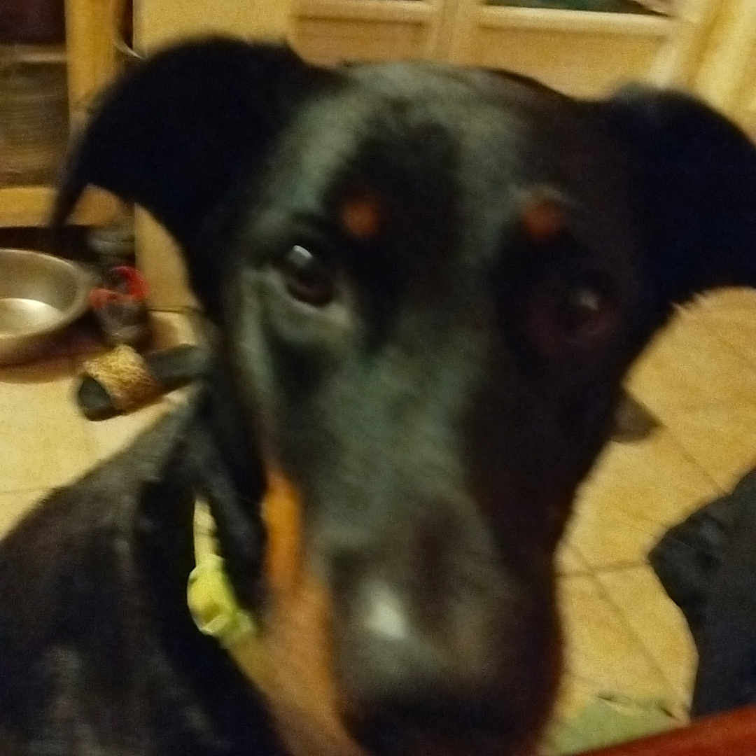 Taïga participe au concours pour gagner de l'argent avec cette photo : animal, background, black, blurred, canine, collar, curious, dog, domestic, ears, face, floor, furniture, household, indoor, leisure, pet, table, table_edge, tile_floor