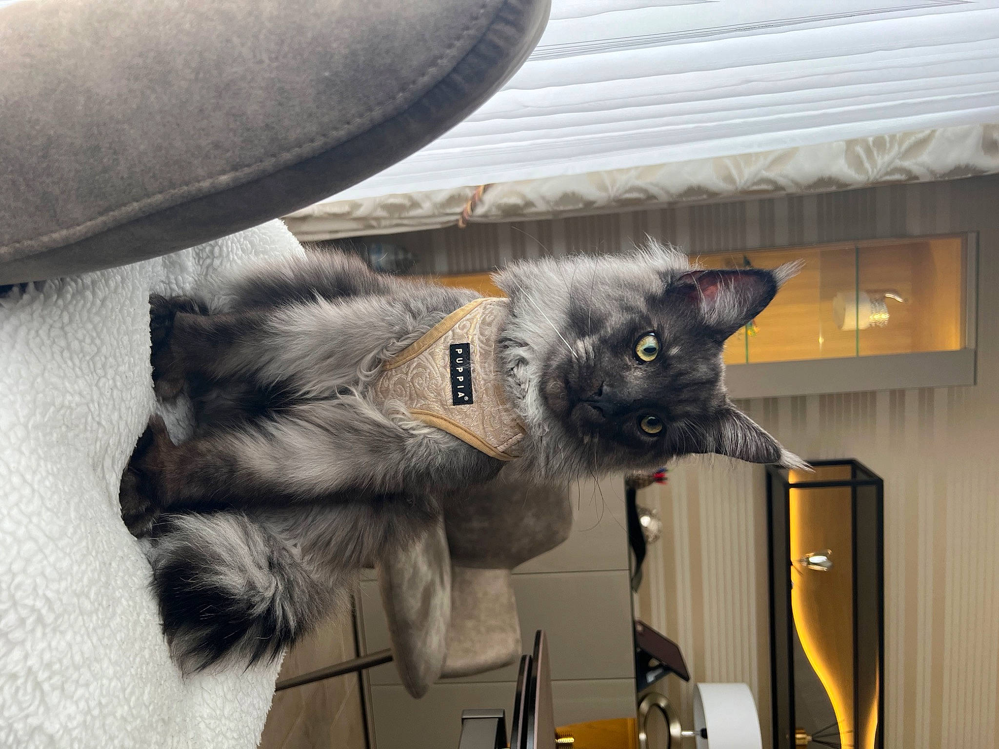 Tiamo a rejoint le concours — aidez-le/la à gagner de superbes lots ! black_cat, carnivore, cat, cat_supply, claw, comfort, domestic_short_haired_cat, felidae, fur, grey, paw, small_to_medium_sized_cats, snout, tail, whiskers