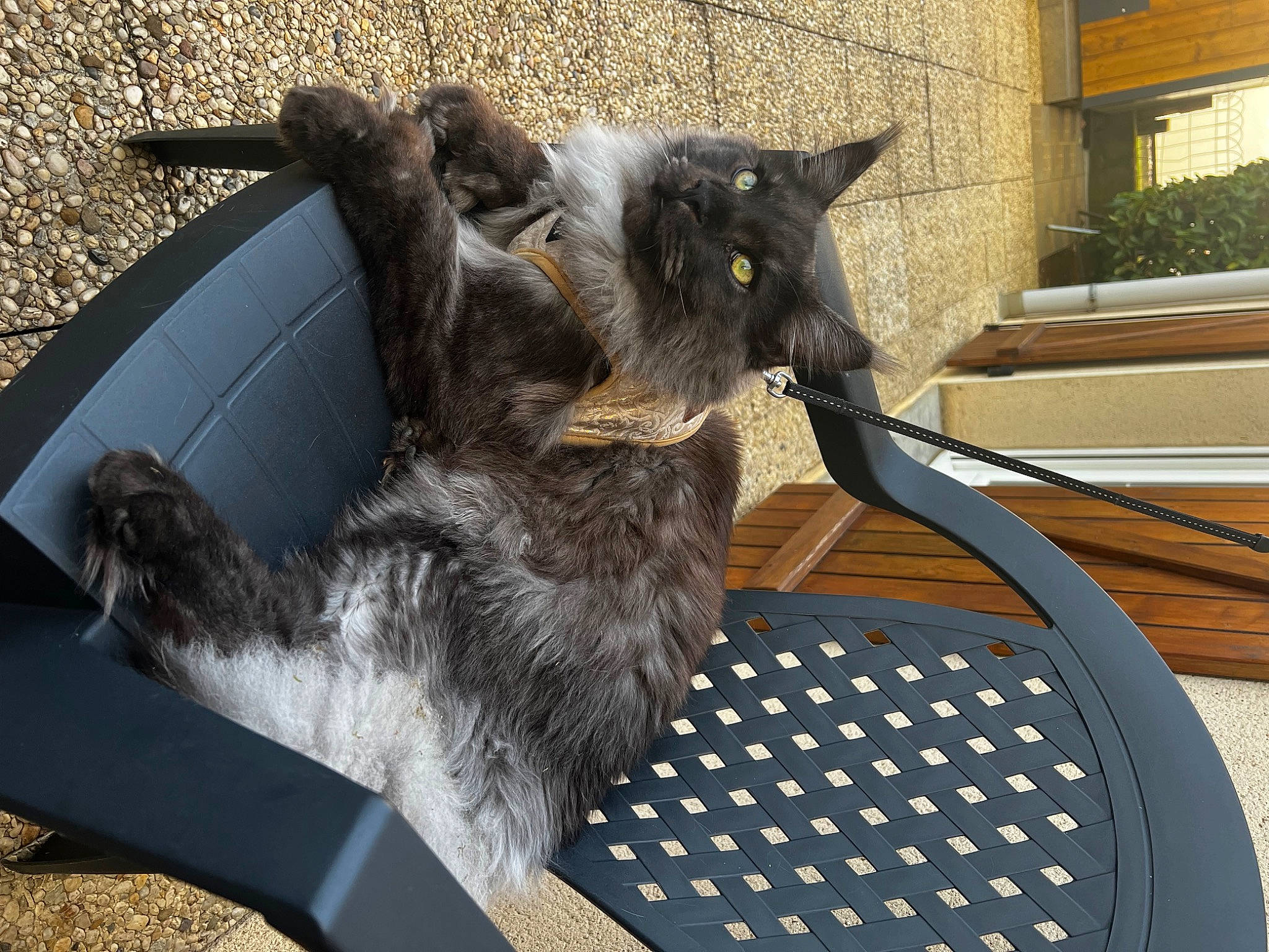 Tiamo a rejoint le concours — aidez-le/la à gagner de superbes lots ! black_cat, carnivore, cat, claw, comfort, dog_breed, domestic_short_haired_cat, felidae, flooring, flowerpot, fur, grey, houseplant, paw, plant, small_to_medium_sized_cats, snout, tail, whiskers, window