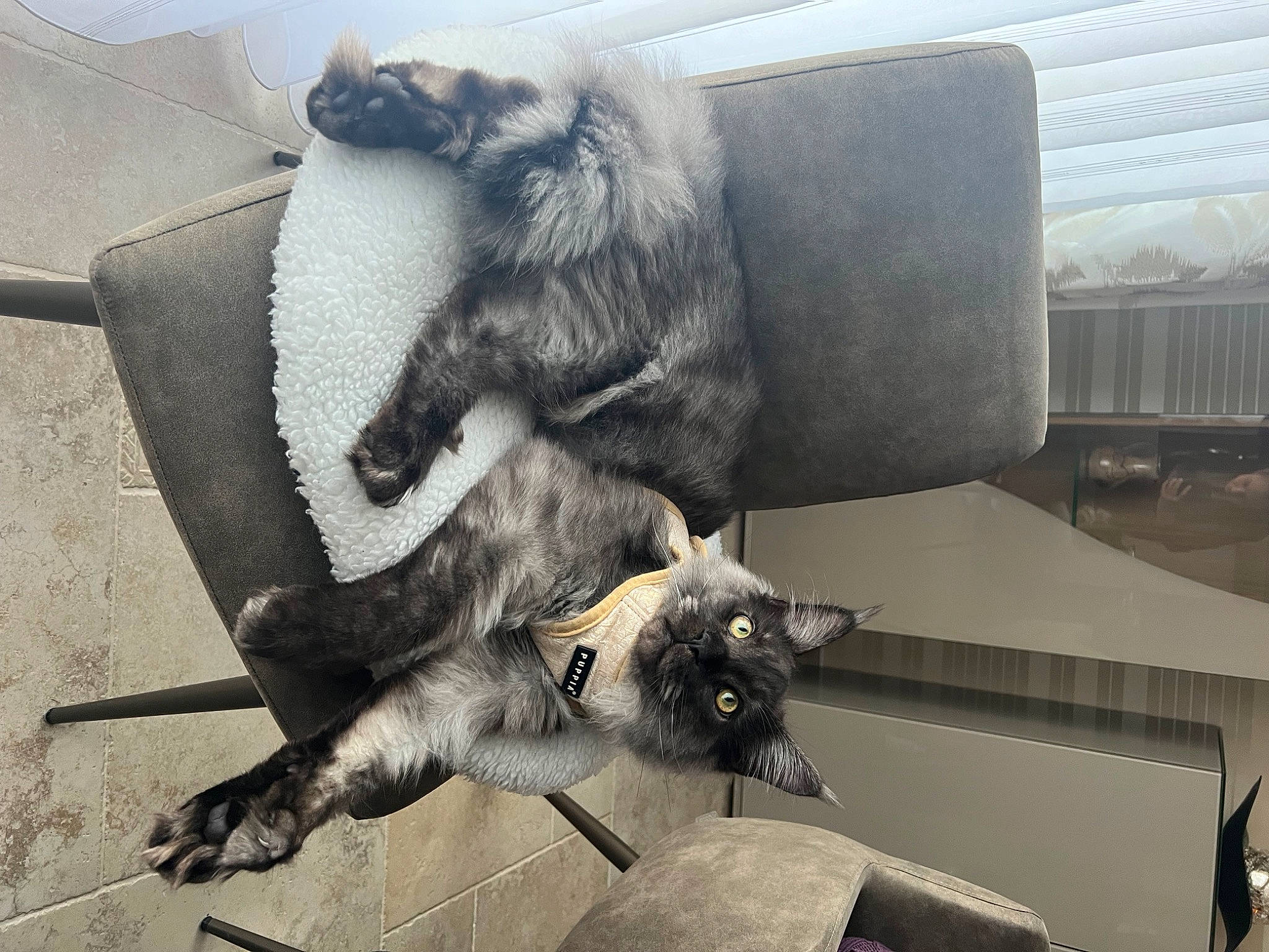 Tiamo participe au concours pour gagner de l'argent avec cette photo : canidae, carnivore, cat, claw, comfort, companion_dog, dog_breed, domestic_short_haired_cat, felidae, fur, grey, mammal, paw, room, small_to_medium_sized_cats, sporting_group, tail, terrestrial_animal, whiskers