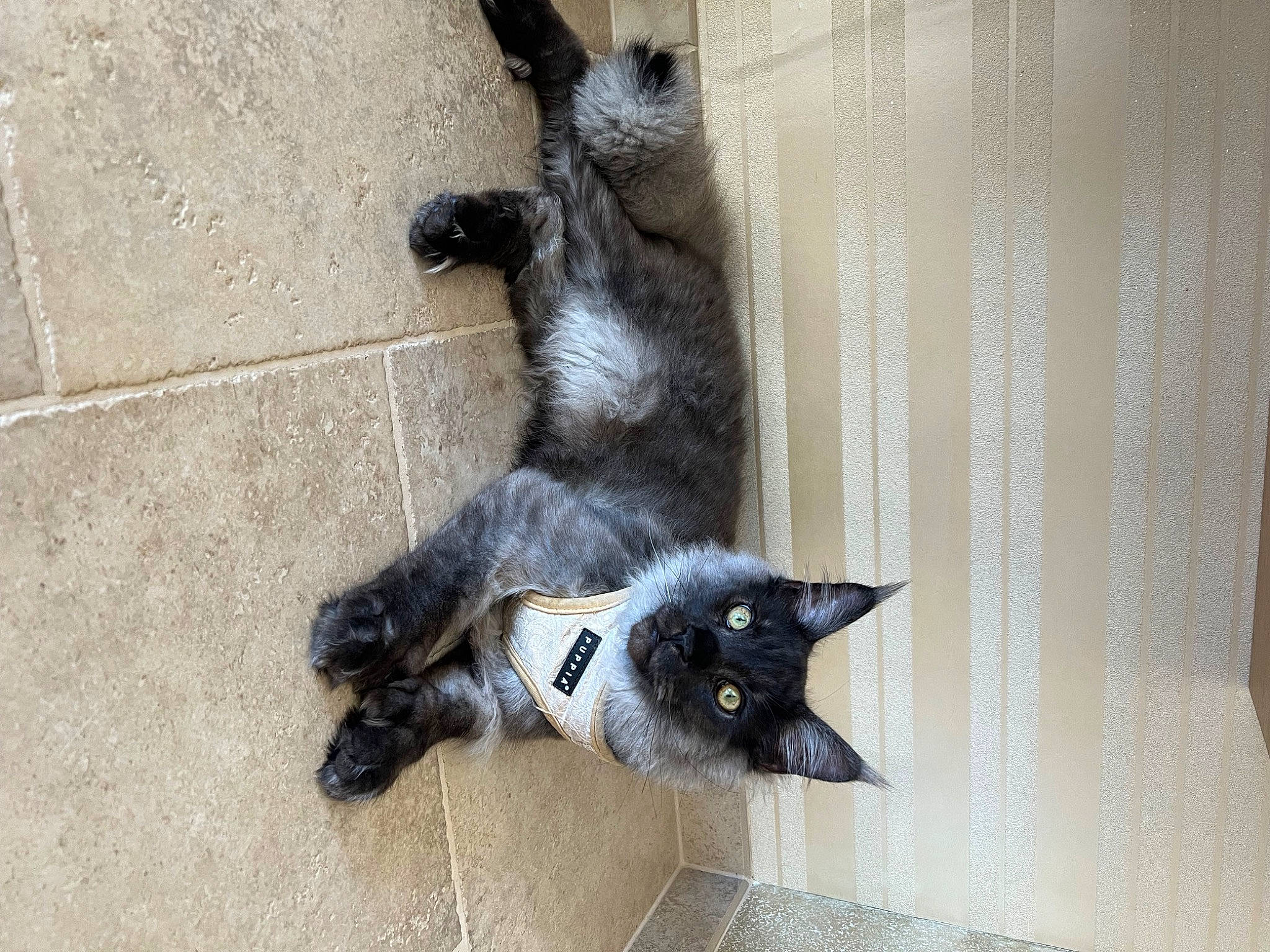 Tiamo participe au concours pour gagner de l'argent avec cette photo : black_cat, carnivore, cat, claw, curtain, domestic_short_haired_cat, felidae, flooring, fur, grey, plant, small_to_medium_sized_cats, tail, terrestrial_animal, whiskers, window