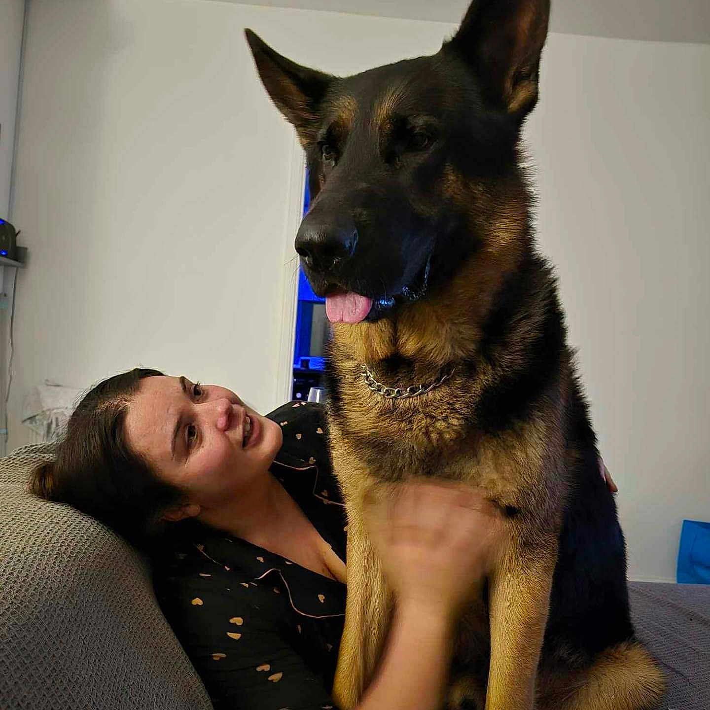 Captain joined the competition — help win amazing prizes! adult, animal, bodypart, canine, couch, cushion, dog, face, female, furniture, germanshepherd, head, homedecor, mouth, person, pet, photography, portrait, puppy, woman