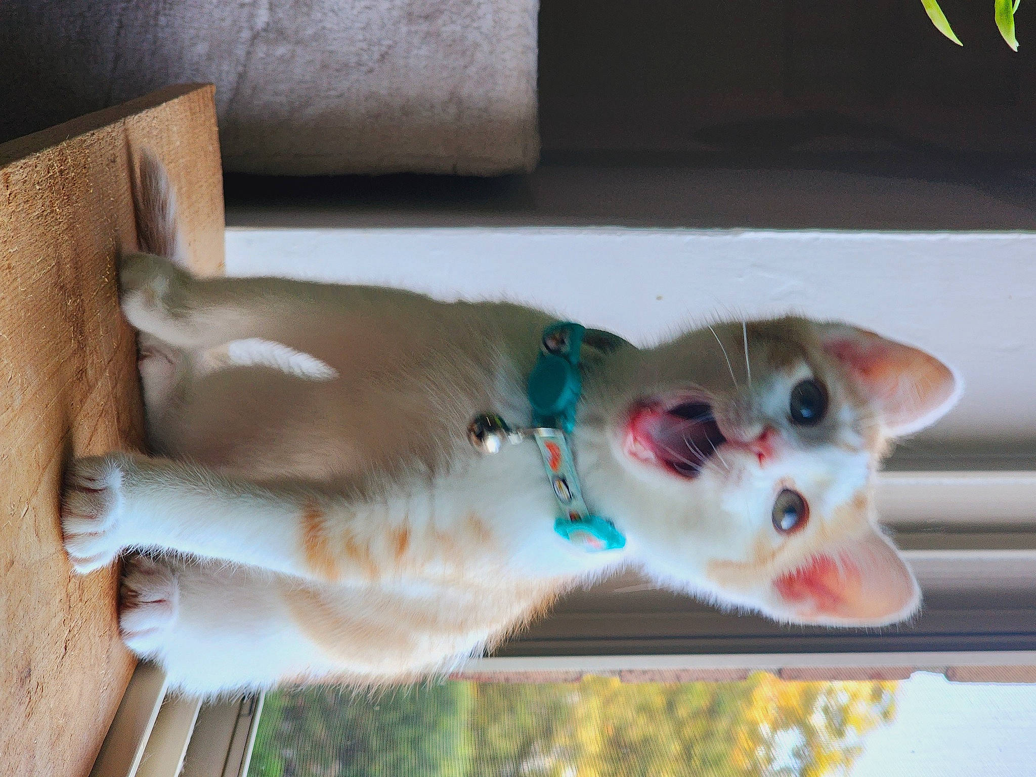 Oliver Trent joined the competition — help win amazing prizes! carnivore, cat, claw, domestic_short_haired_cat, fawn, felidae, fur, hardwood, paw, small_to_medium_sized_cats, snout, tail, whiskers, wood