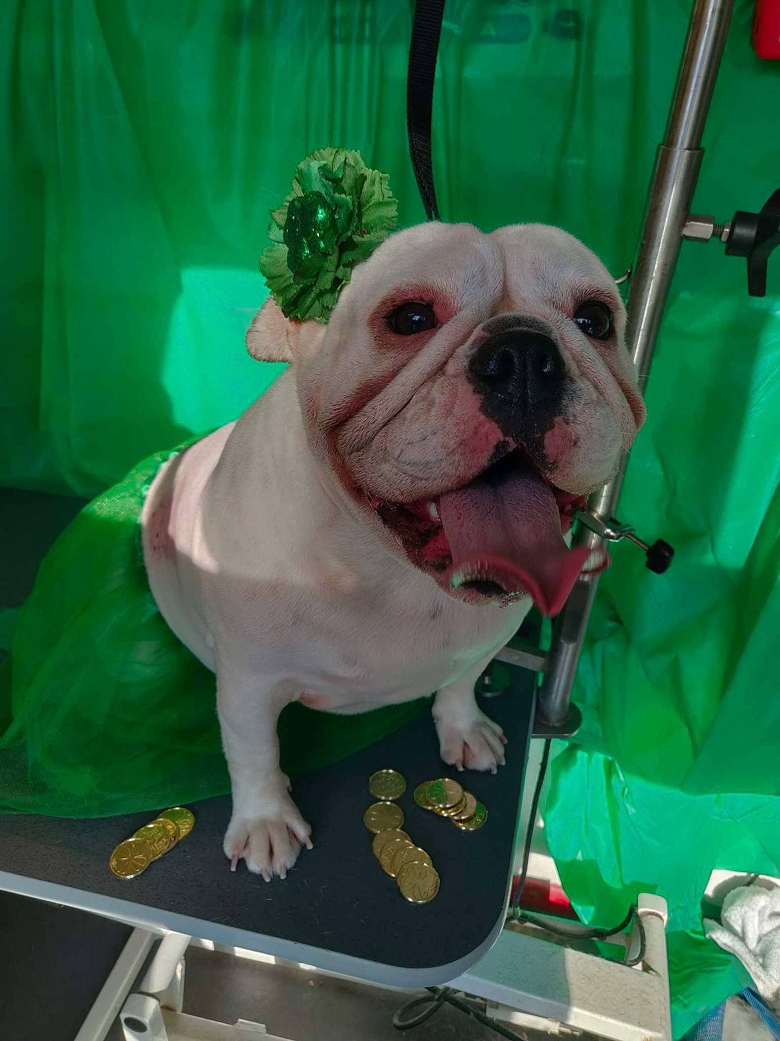 Pebbles is registered to the contest to win money with this photo: bulldog, canidae, carnivore, chair, collar, companion_dog, dessert, dog, dog_breed, fawn, flooring, grass, green, leash, pink, snout, sporting_group, toy_dog, white_english_bulldog, wrinkle