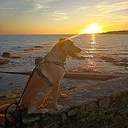 Naya a rejoint le concours — aidez-le/la à gagner de superbes lots ! dog, golden_retriever, pet, canine, sitting, seaside, ocean, sunset, sunlight, water, shoreline, rocky_shore, wall, outdoors, landscape, scenic, harness, leash, silhouette, golden_hour