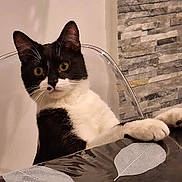 Chatkiri participe au concours pour gagner de l'argent avec cette photo : animal, background, black_and_white, cat, chair, curious, domestic, ears, eyes, face, feline, indoor, leaf_pattern, looking, paws, pet, sitting, stone_wall, table, whiskers