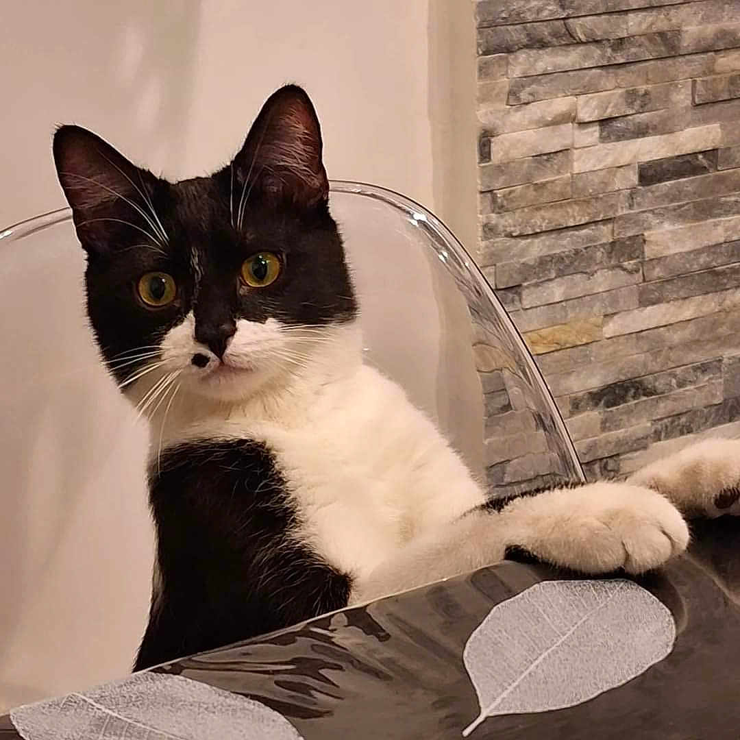 Chatkiri