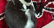 Nina participe au concours pour gagner de l'argent avec cette photo : animal, black_and_white, carpet, cat, cozy, curled_up, cute, domestic_cat, feline, fur, indoor, patterned_carpet, peaceful, pet, quiet, red_carpet, relaxing, resting, sleeping, small