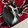 animal, black_and_white, carpet, cat, cozy, curled_up, cute, domestic_cat, feline, fur, indoor, patterned_carpet, peaceful, pet, quiet, red_carpet, relaxing, resting, sleeping, small