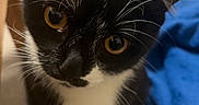 Bubble participe au concours pour gagner de l'argent avec cette photo : cat, tuxedo_cat, black_and_white, whiskers, curious, pet, indoor, animal, feline, close_up, floor, blanket, carpet, eyes, face, young_cat, domestic_cat, looking_up, ears, cute