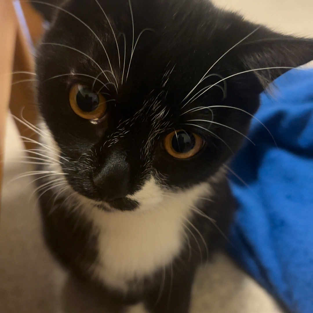 Bubble participe au concours pour gagner de l'argent avec cette photo : cat, tuxedo_cat, black_and_white, whiskers, curious, pet, indoor, animal, feline, close_up, floor, blanket, carpet, eyes, face, young_cat, domestic_cat, looking_up, ears, cute
