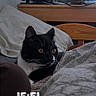 Bubble participe au concours pour gagner de l'argent avec cette photo : cat, black_and_white_cat, bed, blanket, pillow, television, wooden_furniture, indoor, cozy, curious, pet, animal, resting, home, living_room, digital_timestamp, time_overlay, casual, domestic, feline