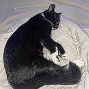 Bubble participe au concours pour gagner de l'argent avec cette photo : cat, sleeping, black_and_white, fur, whiskers, paw, blanket, soft, cozy, pet, animal, resting, indoor, cute, tail, feline, relaxed, comfort, nap, domestic