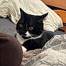 cat, tuxedo_cat, bed, pillow, blanket, indoor, feline, pet, animal, curious, resting, orange_eyes, black_and_white, fur, cozy, home, wooden_furniture, television, soft_texture, relaxed