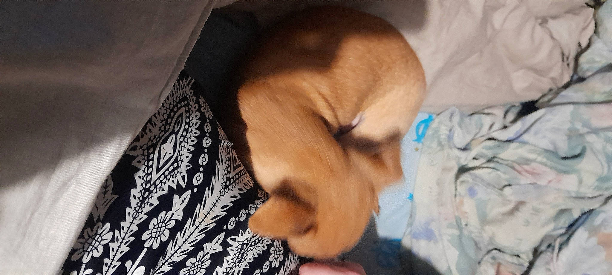 Snoupy a rejoint le concours — aidez-le/la à gagner de superbes lots ! abdomen, bedtime, carnivore, child, comfort, companion_dog, dog, dog_breed, eyelash, fawn, fur, jaw, linens, nap, pattern, room, sleep, toy_dog, whiskers, wrinkle