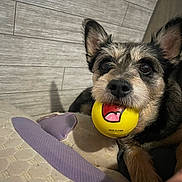 Little Boy is registered to the contest to win money with this photo: dog, pet, puppy, toy, ball, yellow_ball, scruffy, small_dog, black_and_tan, pointed_ears, brown_fur, facial_hair, nose, eyes, indoors, bed, bedding, purple_strap, closeup, playful