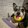 dog, pet, puppy, toy, ball, yellow_ball, scruffy, small_dog, black_and_tan, pointed_ears, brown_fur, facial_hair, nose, eyes, indoors, bed, bedding, purple_strap, closeup, playful