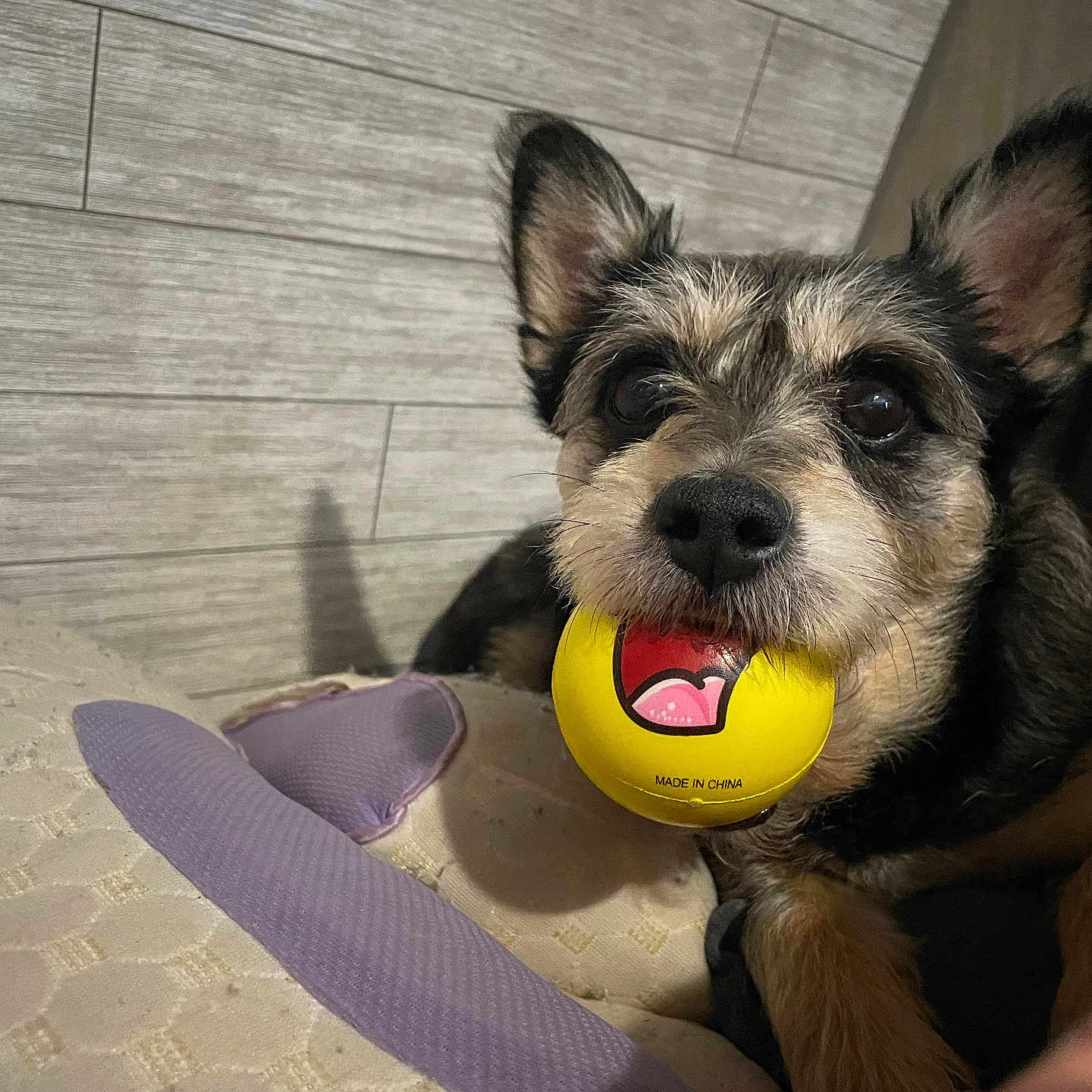 Little Boy