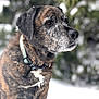 dog, pet, snow, winter, portrait, close_up, muzzle, collar, whiskers, brindle_coat, outdoor, bokeh, evergreen, snowy_ground, senior_dog, animal_portrait, fur, nose, attentive, profile_view