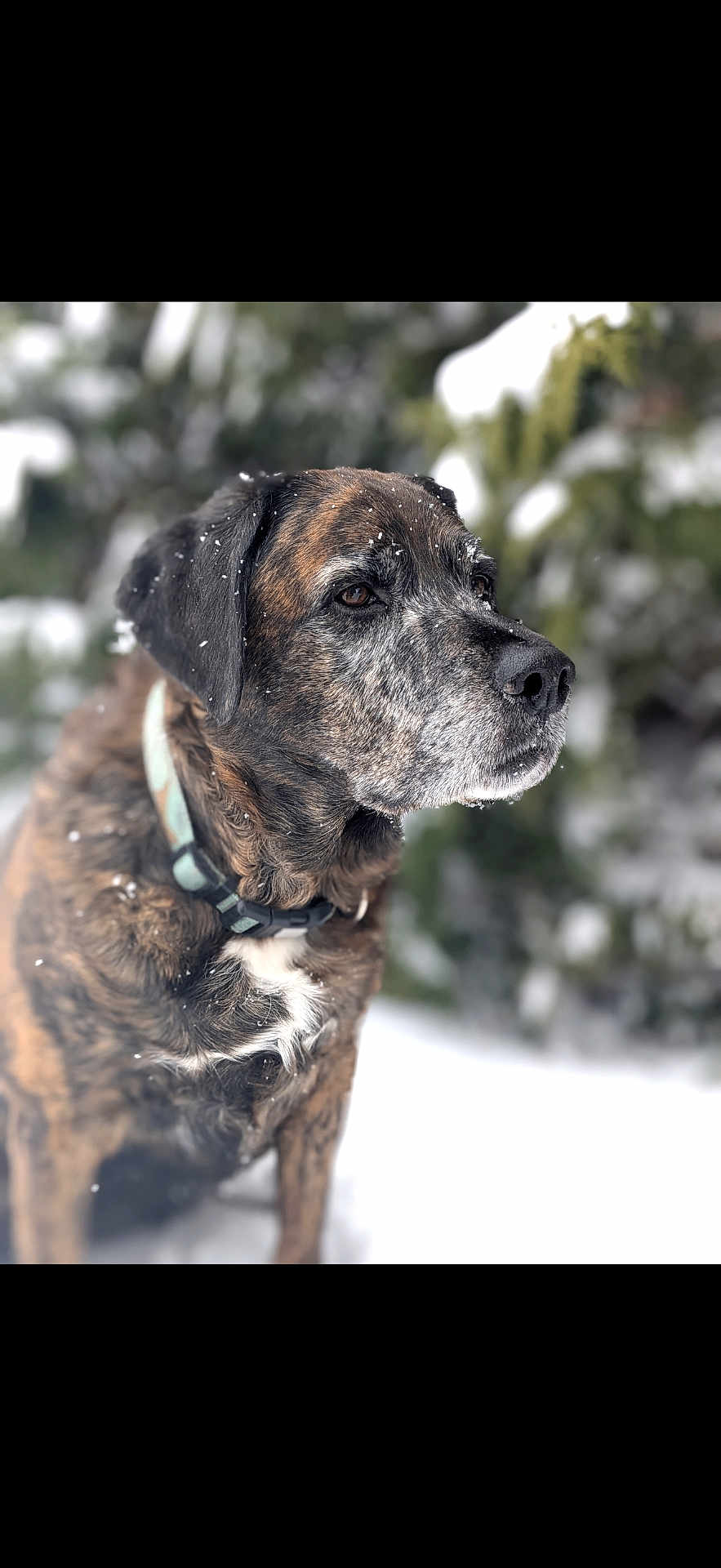Lucy joined the competition — help win amazing prizes! dog, pet, snow, winter, portrait, close_up, muzzle, collar, whiskers, brindle_coat, outdoor, bokeh, evergreen, snowy_ground, senior_dog, animal_portrait, fur, nose, attentive, profile_view