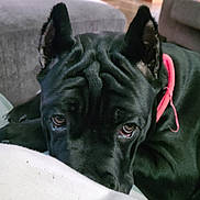 Onyx joined the competition — help win amazing prizes! dog, black_dog, close_up, pet, indoor, resting, collar, ears, animal, canine, fur, face, expression, looking, sleepy, comfort, home, background, sofa, cute