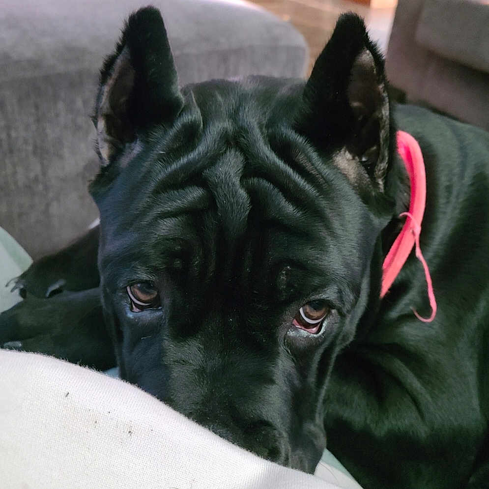 Onyx joined the competition — help win amazing prizes! animal, background, black_dog, canine, close_up, collar, comfort, cute, dog, ears, expression, face, fur, home, indoor, looking, pet, resting, sleepy, sofa