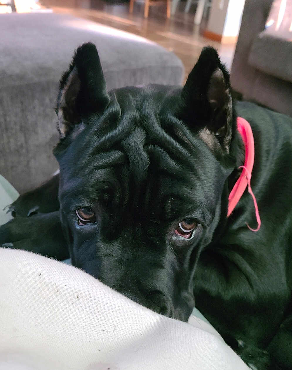 Onyx joined the competition — help win amazing prizes! dog, black_dog, close_up, pet, indoor, resting, collar, ears, animal, canine, fur, face, expression, looking, sleepy, comfort, home, background, sofa, cute