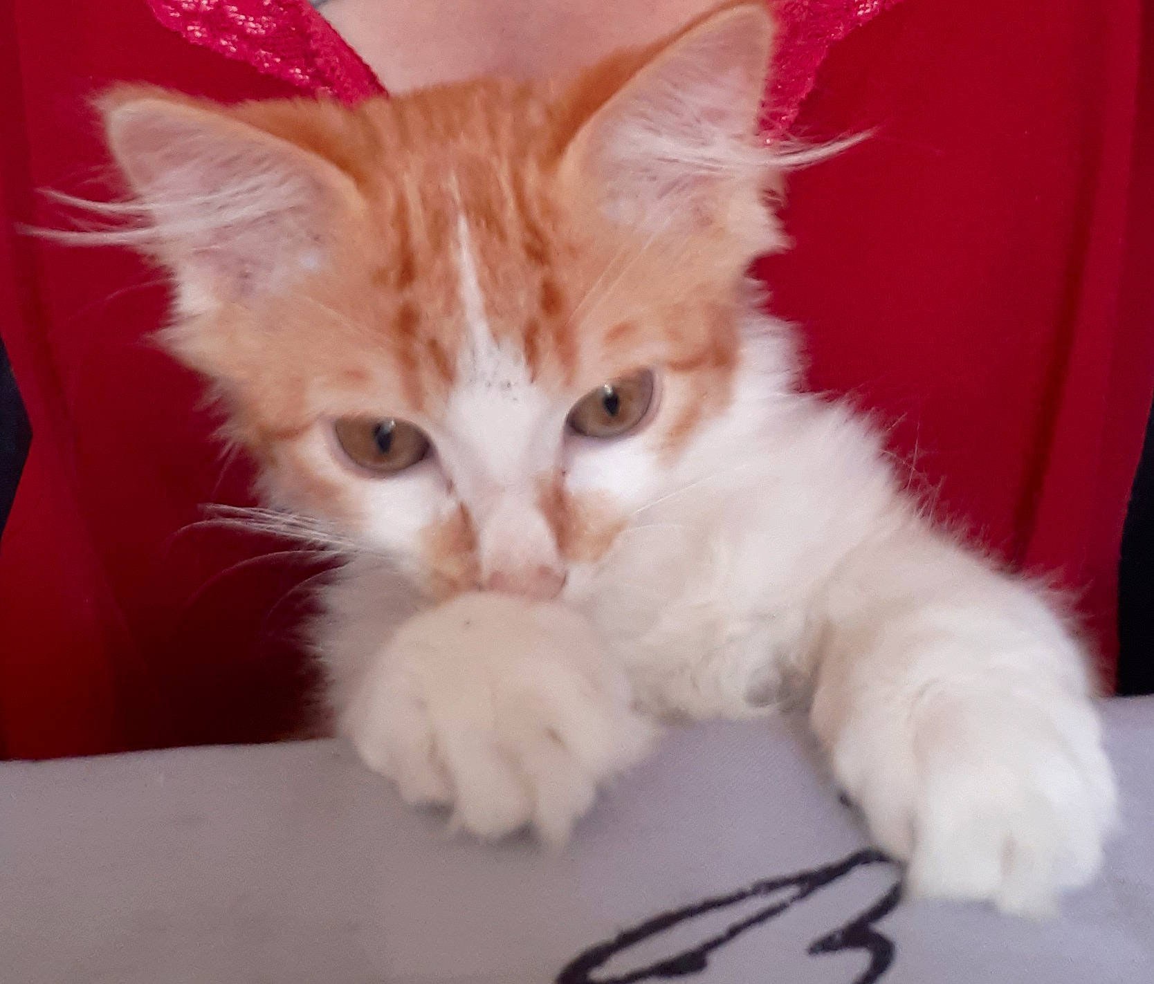 Redbull participe au concours pour gagner de l'argent avec cette photo : aegean_cat, american_curl, asian, asian_semi_longhair, burmilla, carnivore, cat, claw, cymric, domestic_long_haired_cat, felidae, fur, kitten, mammal, polydactyl_cat, ragamuffin, small_to_medium_sized_cats, turkish_angora, turkish_van, whiskers