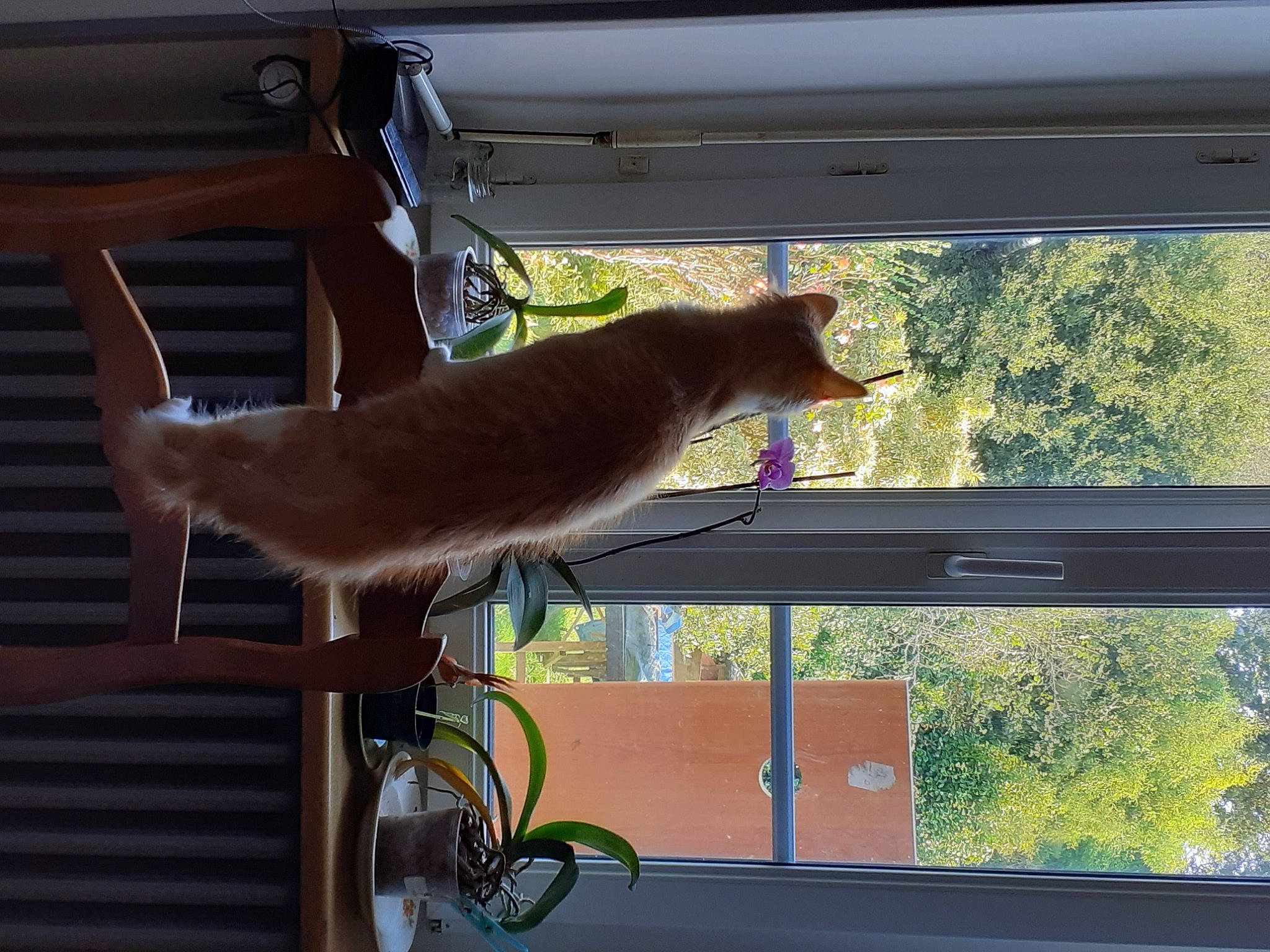 Redbull participe au concours pour gagner de l'argent avec cette photo : carnivore, cat, fawn, felidae, home, metal, plant, small_to_medium_sized_cats, squirrel, tail, window