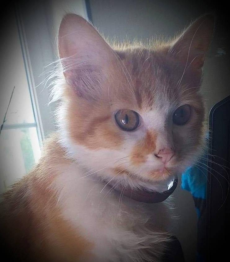 Redbull a rejoint le concours — aidez-le/la à gagner de superbes lots ! aegean_cat, american_wirehair, asian, burmilla, carnivore, cat, close_up, domestic_short_haired_cat, ear, eye, felidae, german_rex, kitten, mammal, nose, ojos_azules, small_to_medium_sized_cats, snout, vertebrate, whiskers